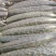 南阳市新野县密刺黄瓜大量供应量大从优