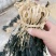 精品白菜干纯手工制作无任何添加自然凉晒又嫩又香