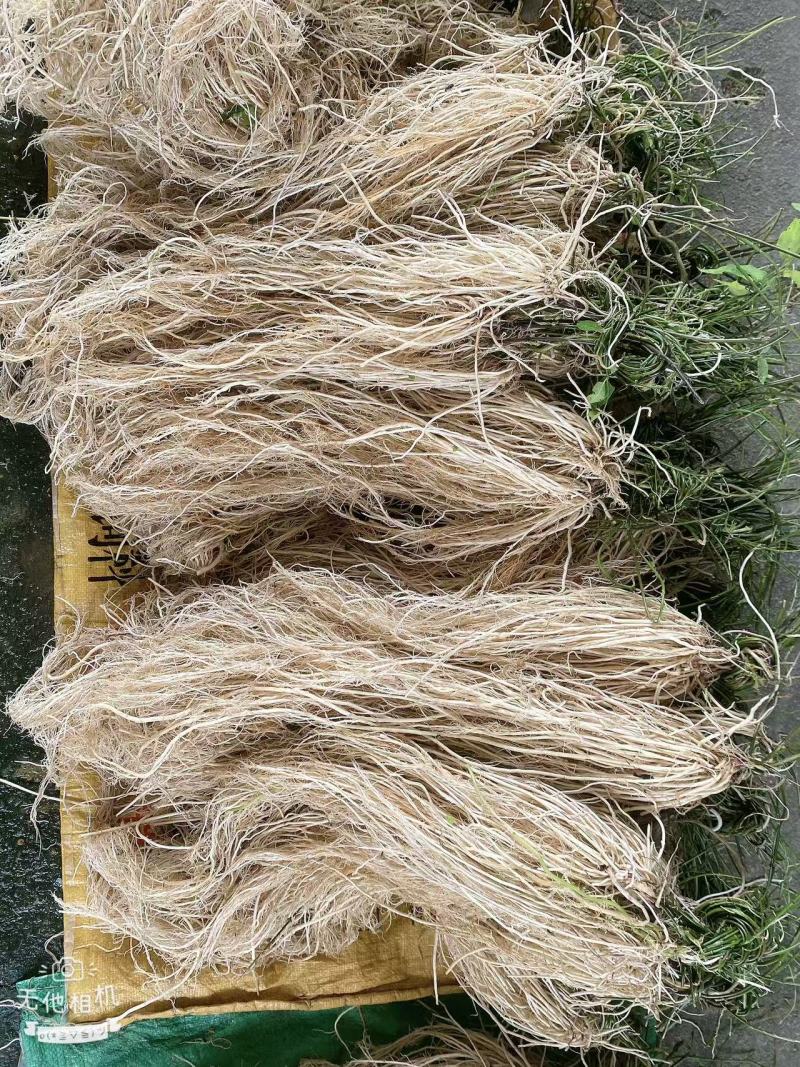 徐长卿百条根老君须产地直发一手货源大量批发