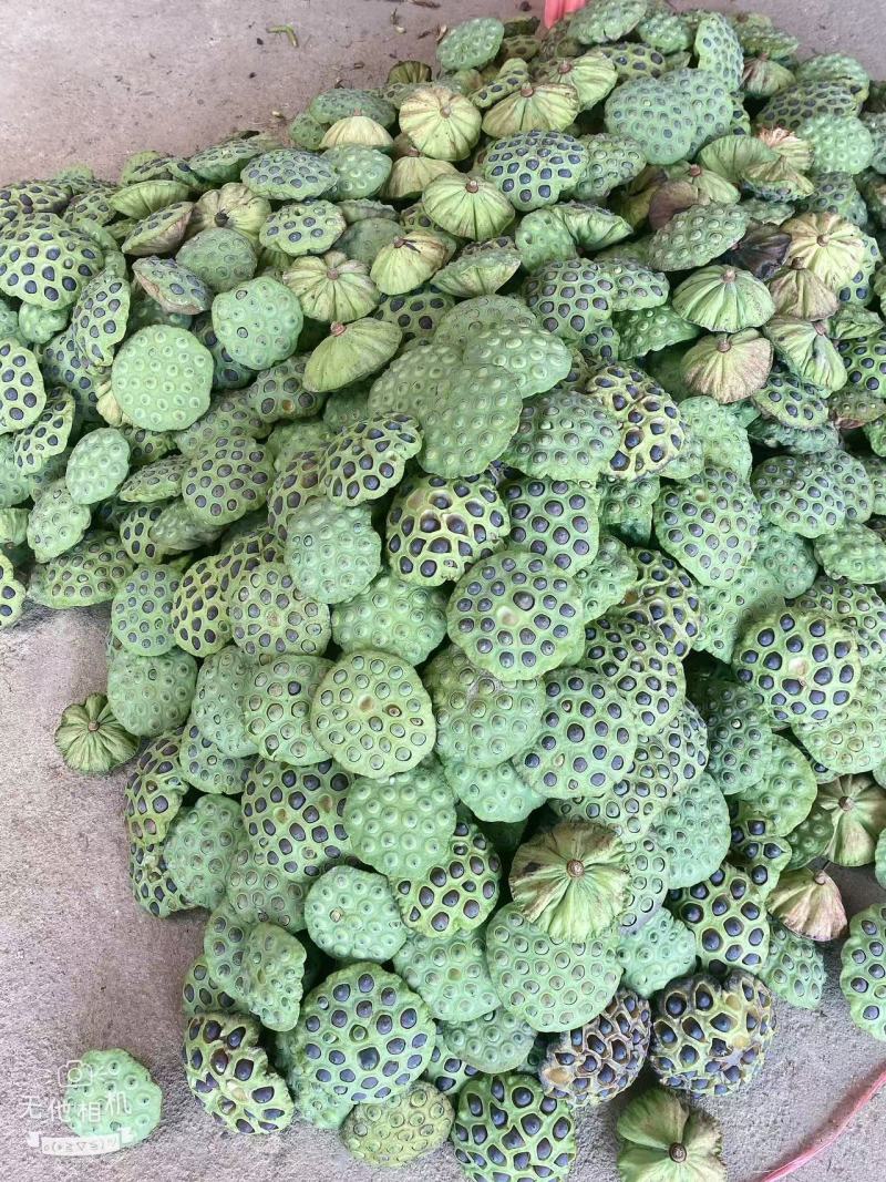 新鲜太空莲子莲蓬粤北山区本地货全国可发价格透明