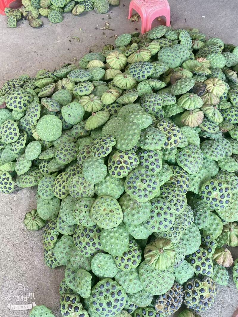 新鲜太空莲子莲蓬粤北山区本地货全国可发价格透明