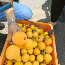 枇杷
