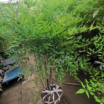 南天竹