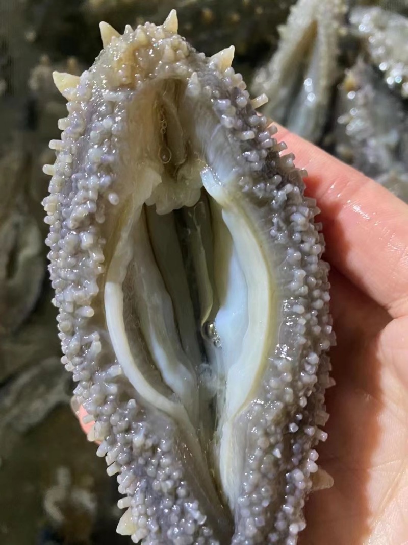 大连鲜食海参团购供应链残参批发工厂直销
