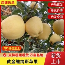 栖霞，黄金维纳斯苹果大量上市，货源充足，发往全国，致电联