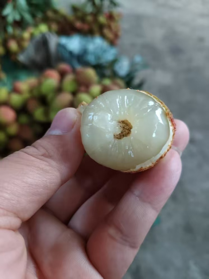 云南玉溪三月红水东荔枝，酸甜可口，批发，代发