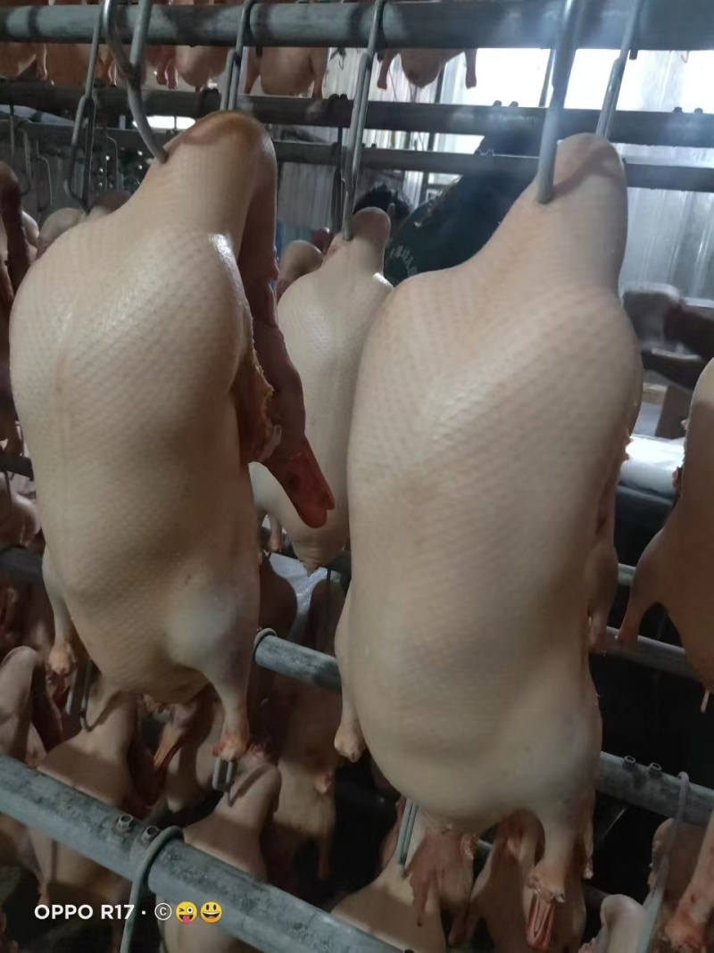 冻鸭胚一手货源价格美丽欢迎联系大量有货