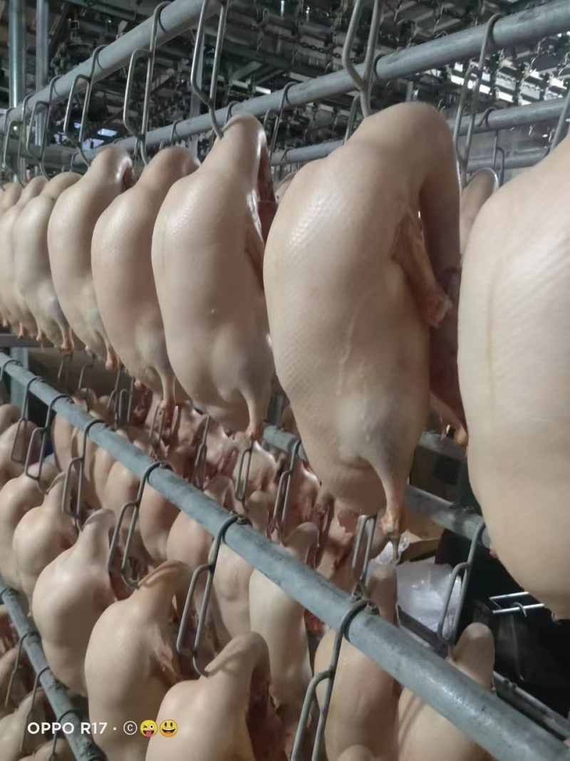 冻鸭胚一手货源价格美丽欢迎联系大量有货