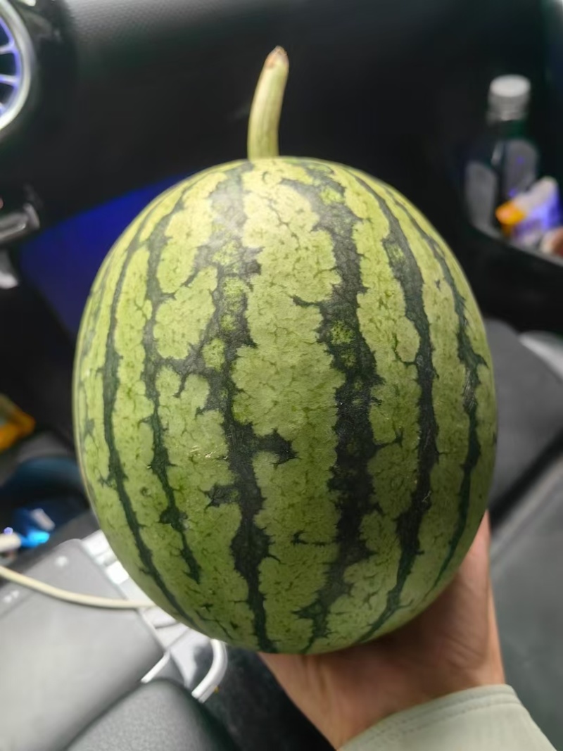 【吊兰西瓜】大棚西瓜产地直发直播苗品质高皮毛好