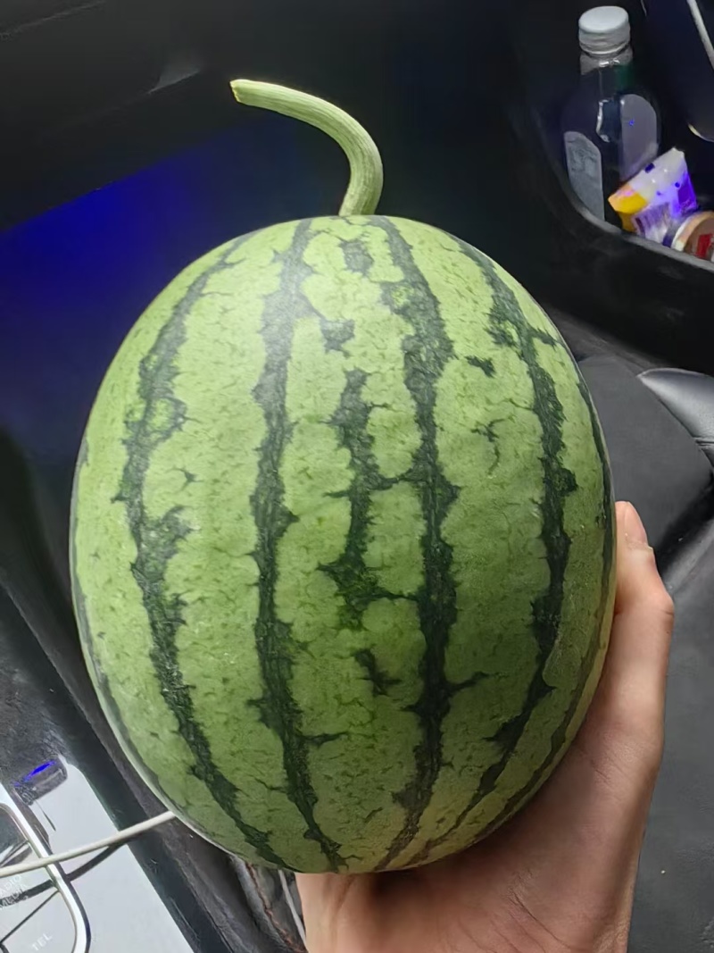 【吊兰西瓜】大棚西瓜产地直发直播苗品质高皮毛好
