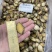 鲍鱼肉80-100头【鲍鱼厂家】新鲜速冻鲍鱼纯肉厂家批发