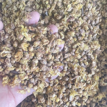 中药材蜡梅花即见即所得货源充足保真保量