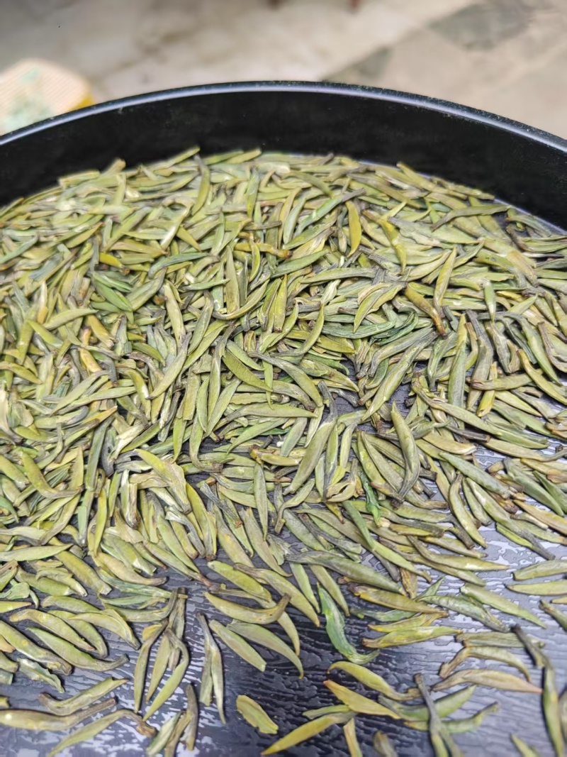 贵州精品湄潭翠芽，明前翠芽全国可发，一手货源源头产地