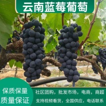 云南建水夏黑葡萄可供应全国各地电商平台，社区团购，超市等