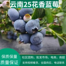 云南高山25花香蓝莓，承接全国各大社团，电商，市场