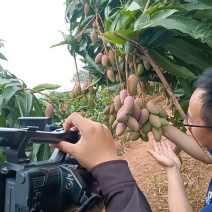 云南省玉溪市元江县热带芒果