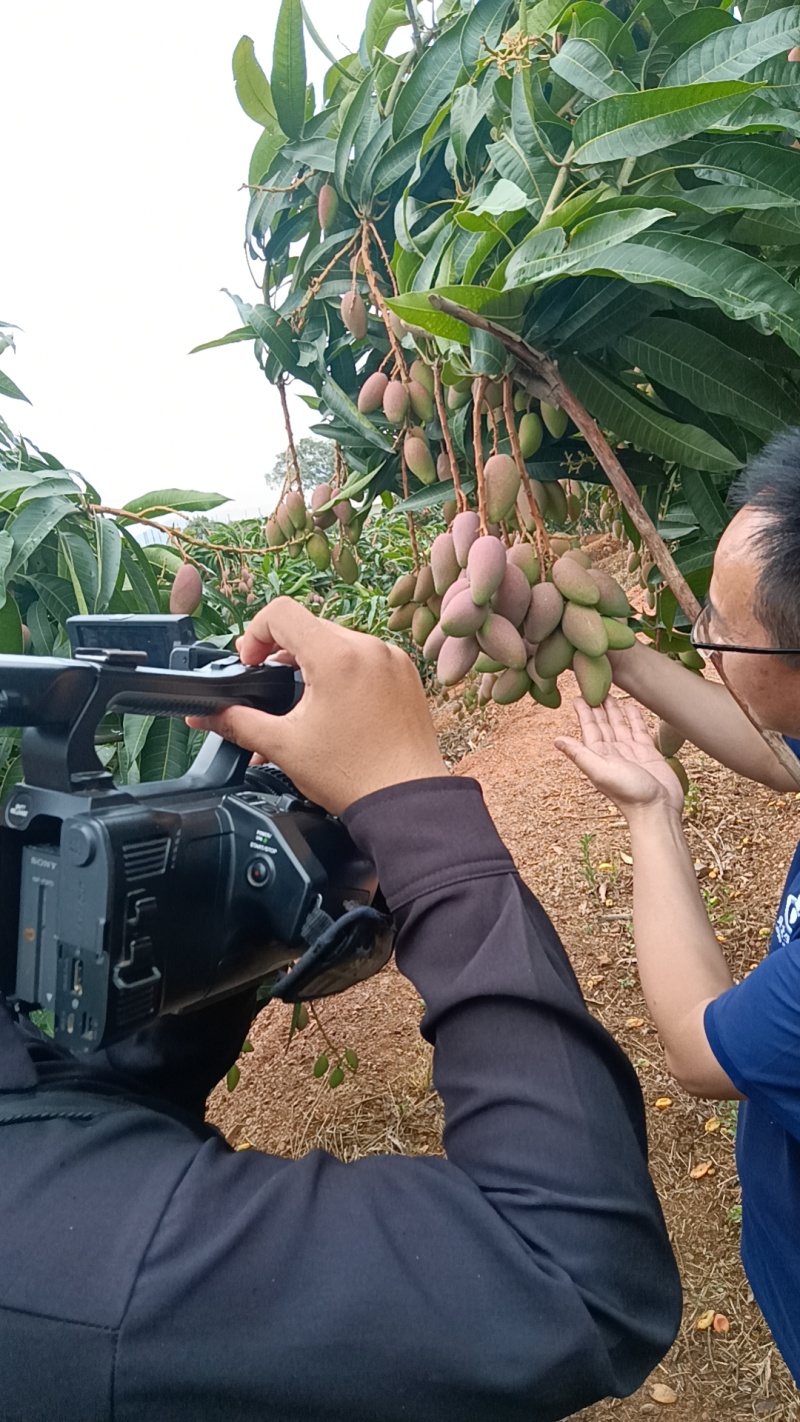 云南省玉溪市元江县热带芒果