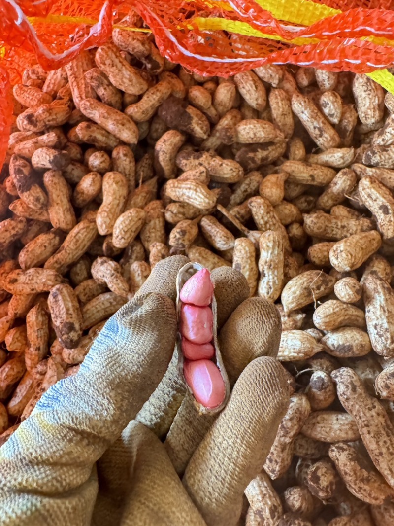 广东新鲜花生，四粒红，一级果产地直发