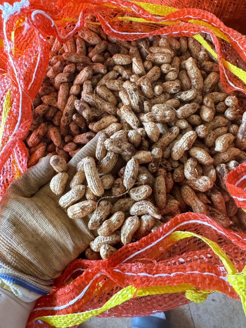 广东新鲜花生，四粒红，一级果产地直发