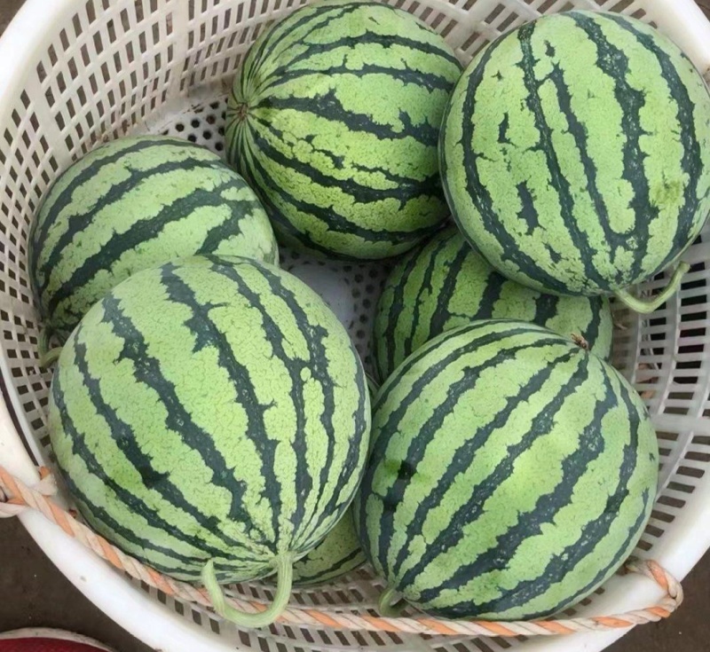 麒麟西瓜8424