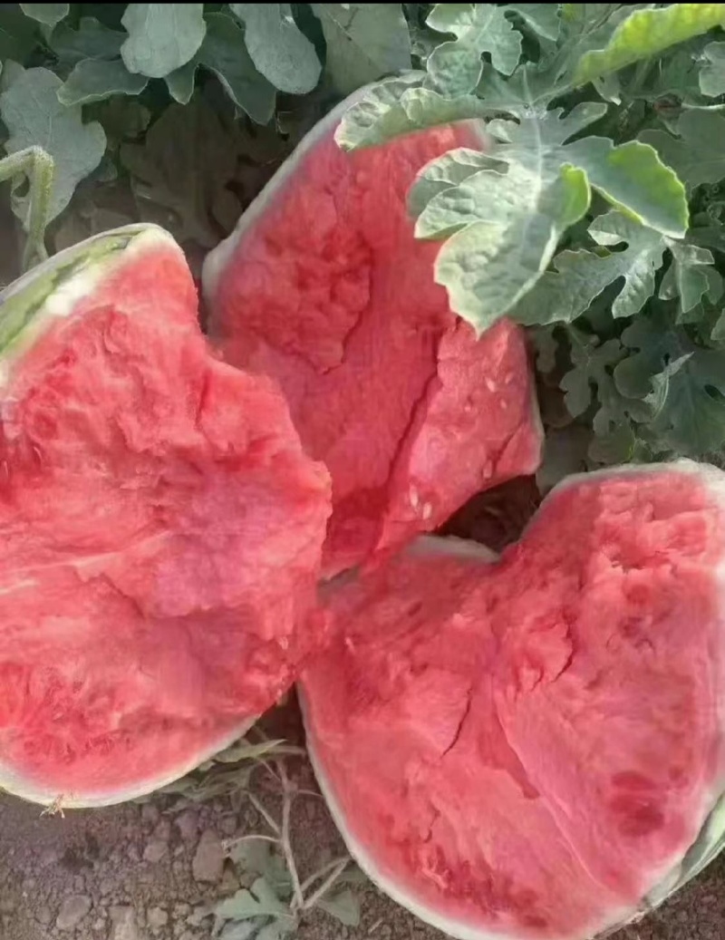 麒麟西瓜8424