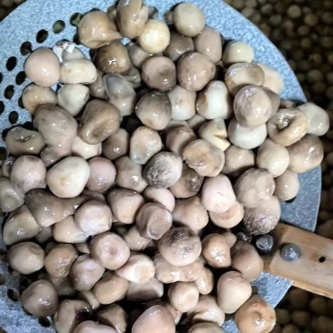 盐水草菇**货，