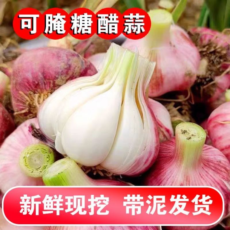 2025新鲜大蒜现挖现发支持一件代发带少量土五斤直径5以上