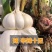 2025新鲜大蒜现挖现发支持一件代发带少量土五斤直径5以上