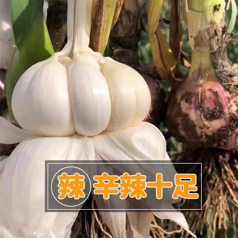 2025新鲜大蒜现挖现发支持一件代发带少量土五斤直径5以上