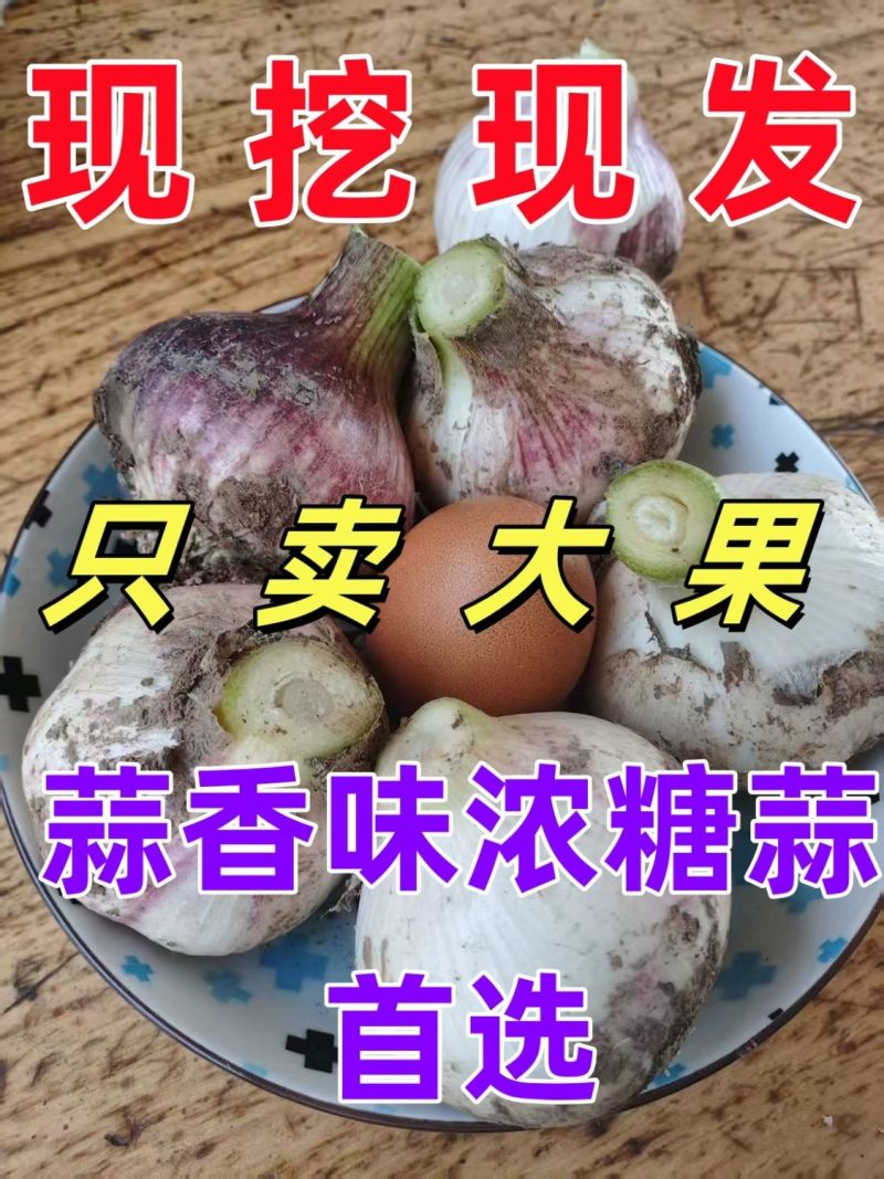 2025新鲜大蒜现挖现发支持一件代发带少量土五斤直径5以上