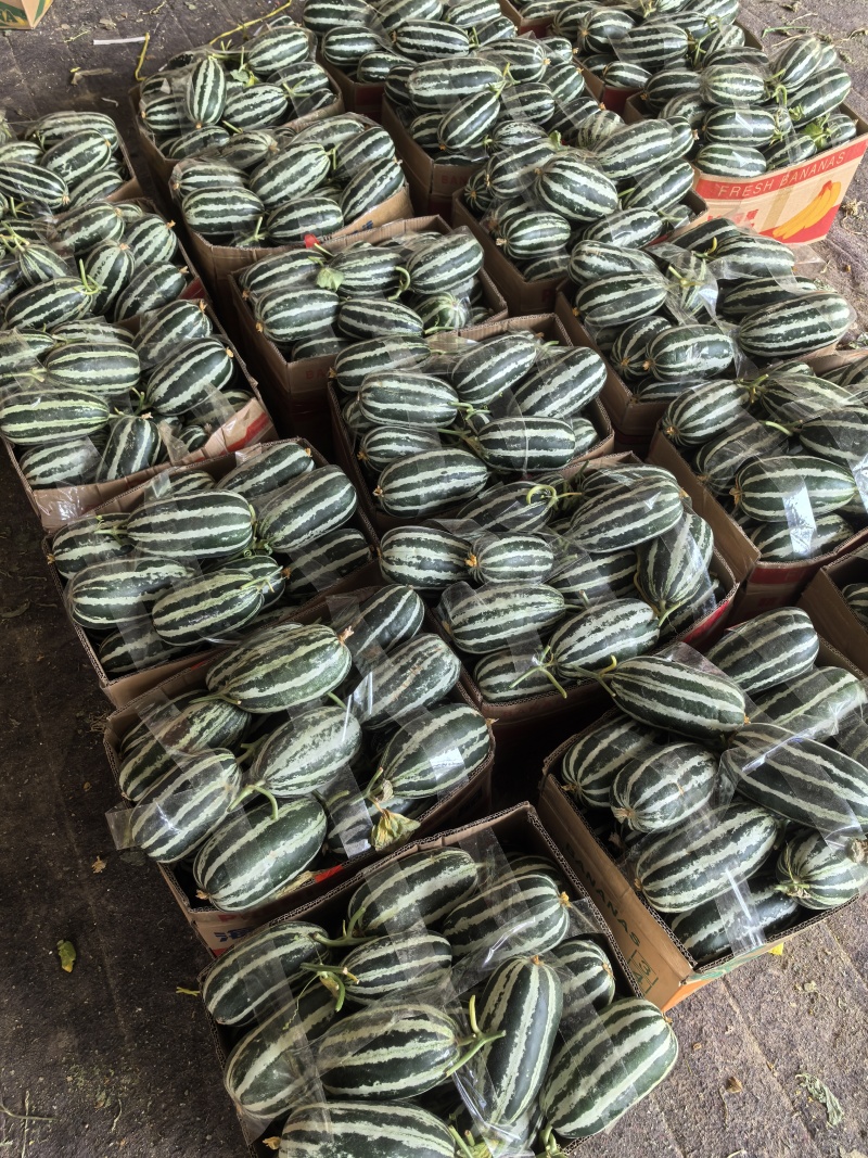 【热卖店】博洋9号甜瓜，脆甜可口，大量现货，电商市场可发