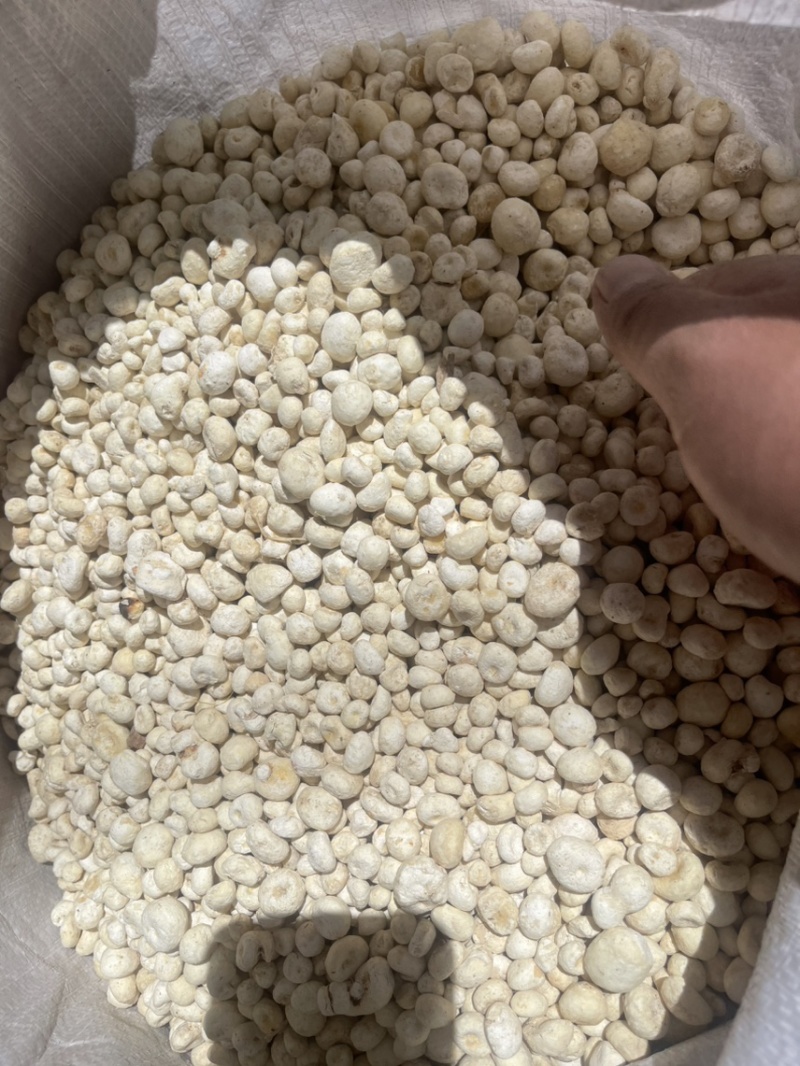 半夏种球去皮货版一致
