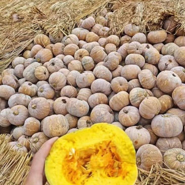 盘龙南瓜自然成熟