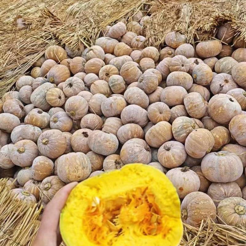 盘龙南瓜自然成熟
