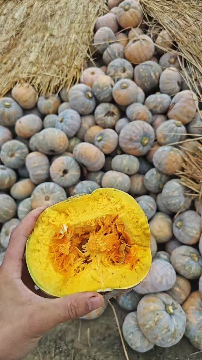 盘龙南瓜自然成熟