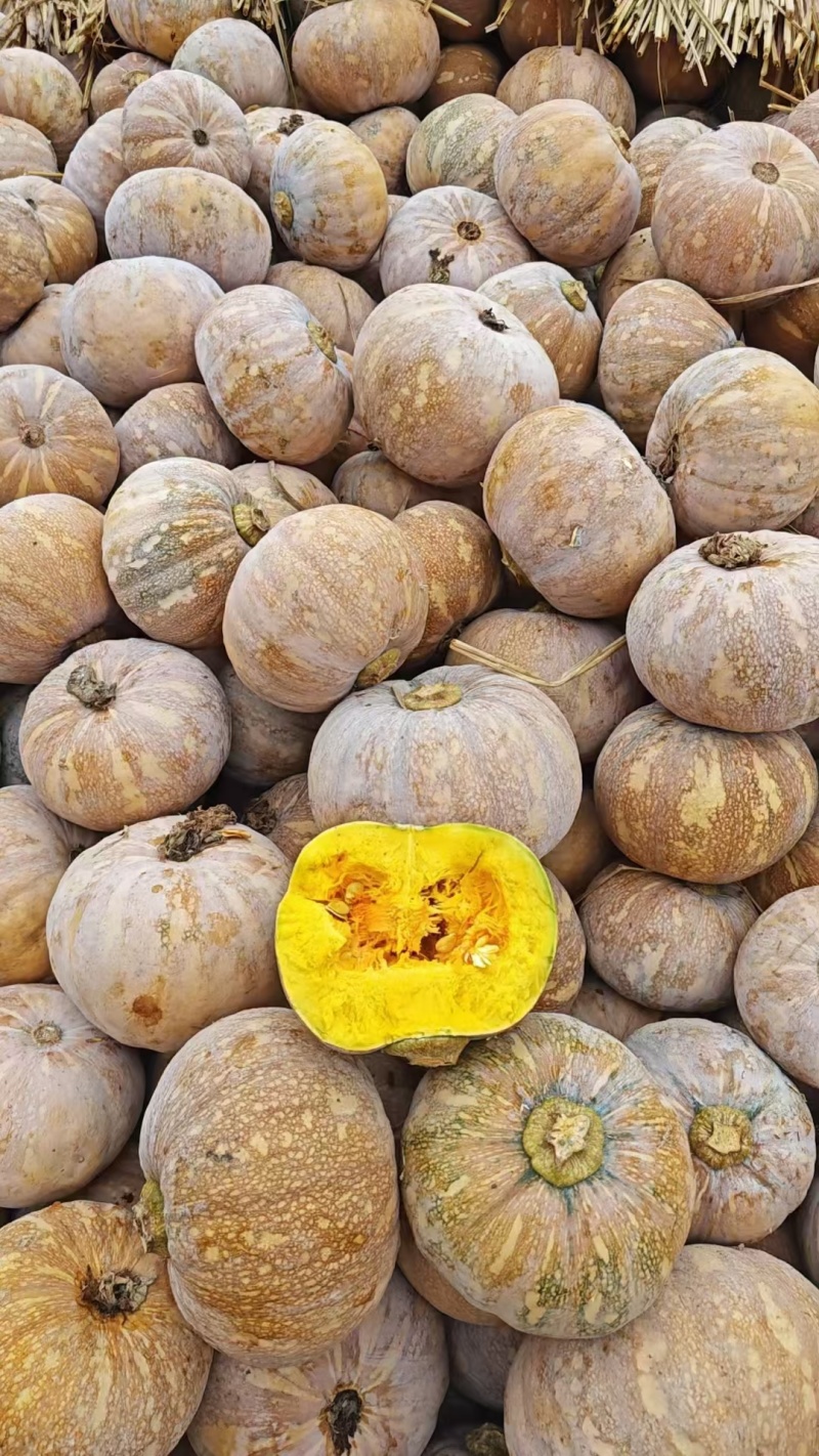 盘龙南瓜自然成熟