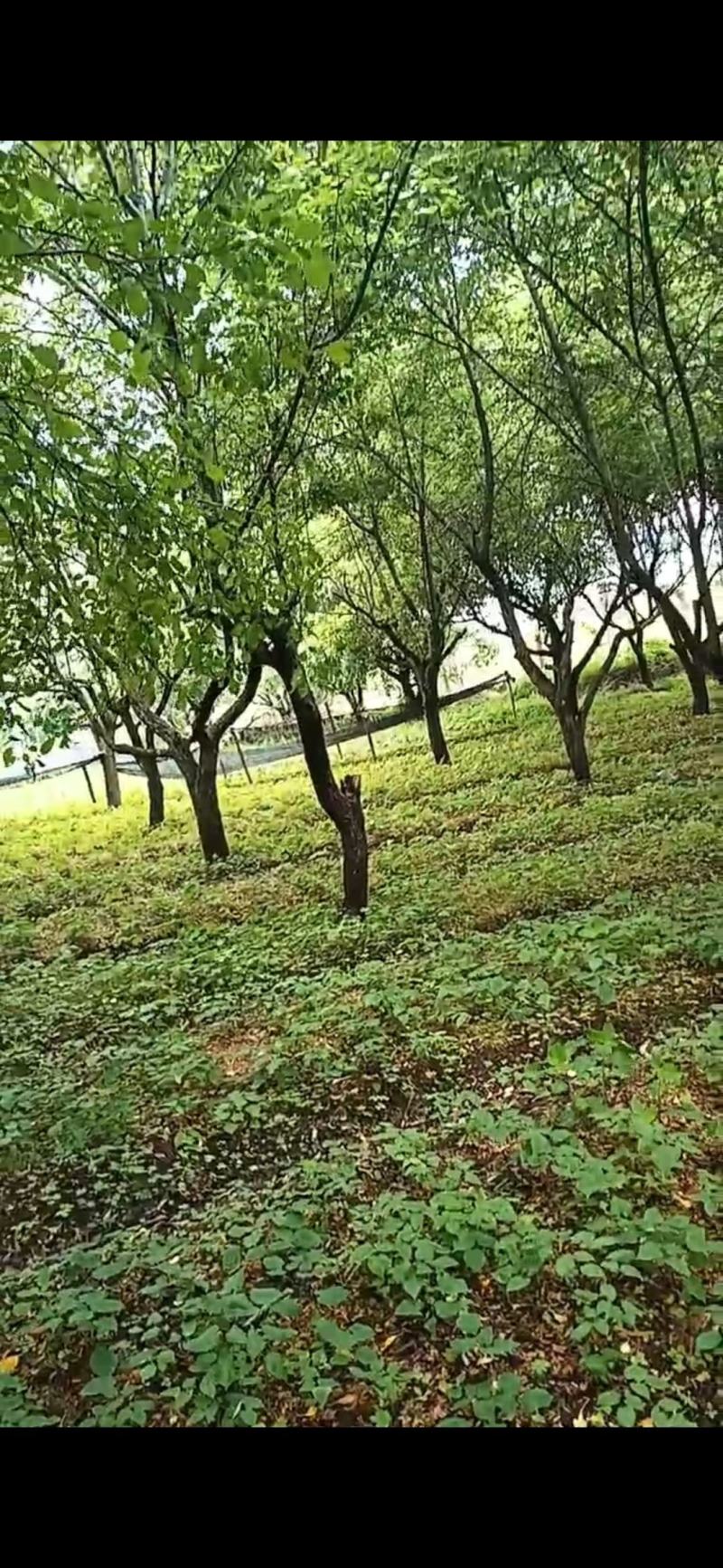 辽宁.淫羊藿（三枝九叶草）根、茎叶出售（自家林下）