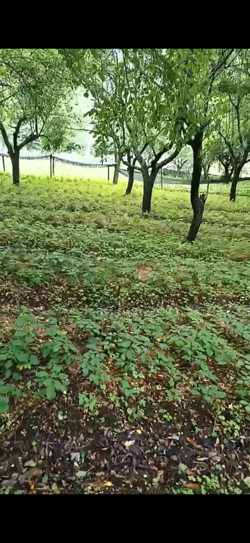 辽宁.淫羊藿（三枝九叶草）根、茎叶出售（自家林下）