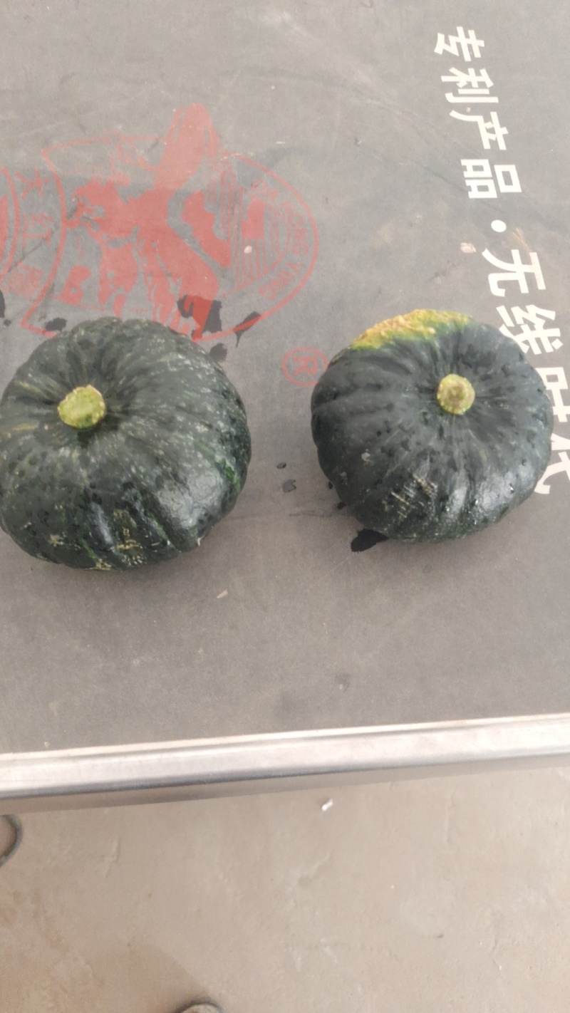 渭南华州区大棚露天贝贝南瓜大量上市供应支持视频看货