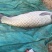 高海拔水库冷水鱼，无污染不喂饲料