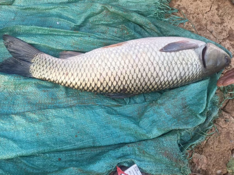 高海拔水库冷水鱼，无污染不喂饲料