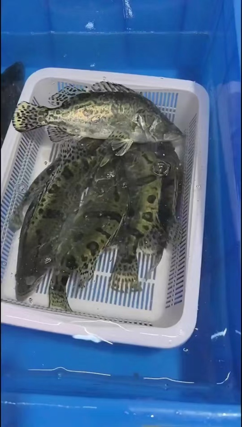 【牛商推荐-甄选鮰鱼】产地直发品质保障诚信经营