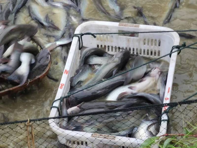 【牛商推荐-甄选鮰鱼】产地直发品质保障诚信经营