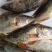 【牛商推荐-甄选鮰鱼】产地直发品质保障诚信经营