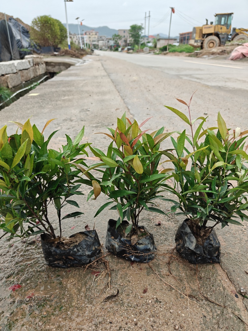 红车福建漳州红车红麟蒲桃红车木袋苗