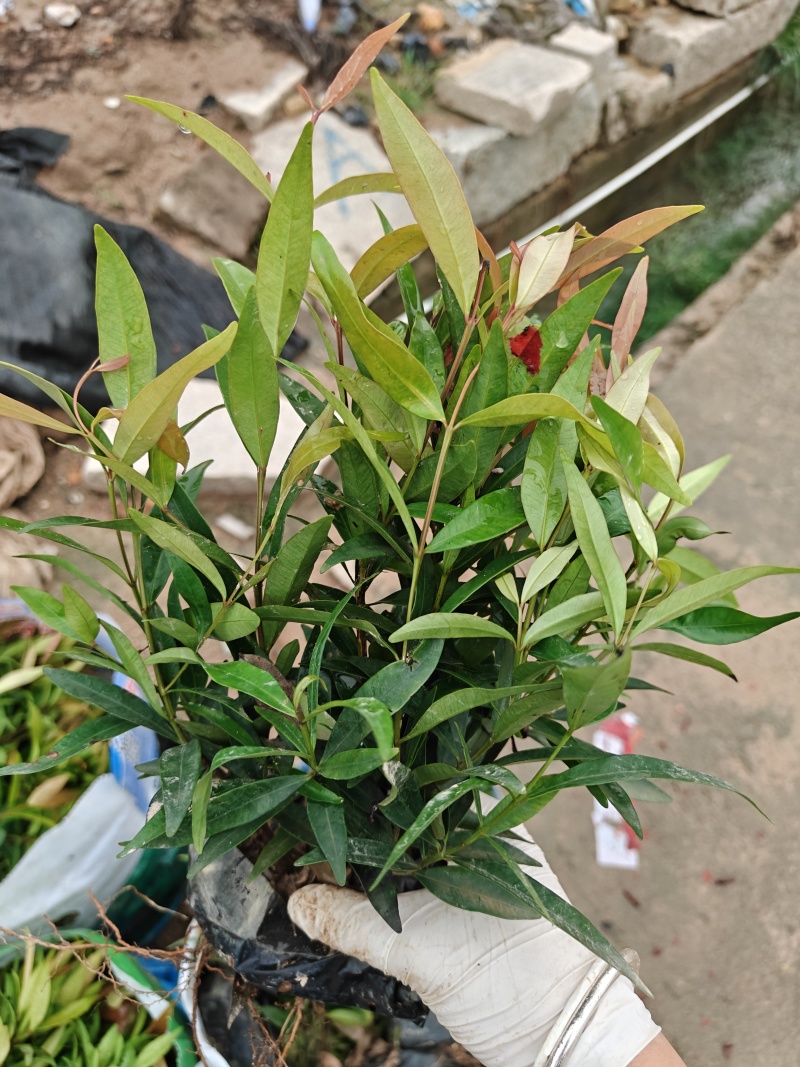 红车福建漳州红车红麟蒲桃红车木袋苗