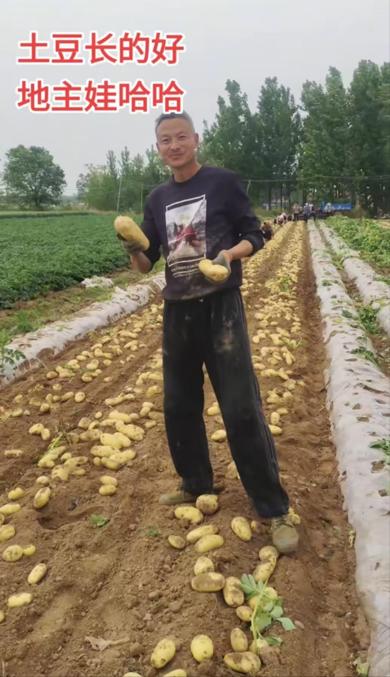 黄皮黄心土豆荷兰十五土豆规格齐全一手货源品质保证