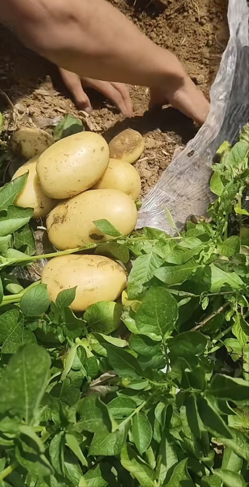 黄皮黄心土豆荷兰十五土豆规格齐全一手货源品质保证
