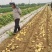 黄皮黄心土豆荷兰十五土豆规格齐全一手货源品质保证