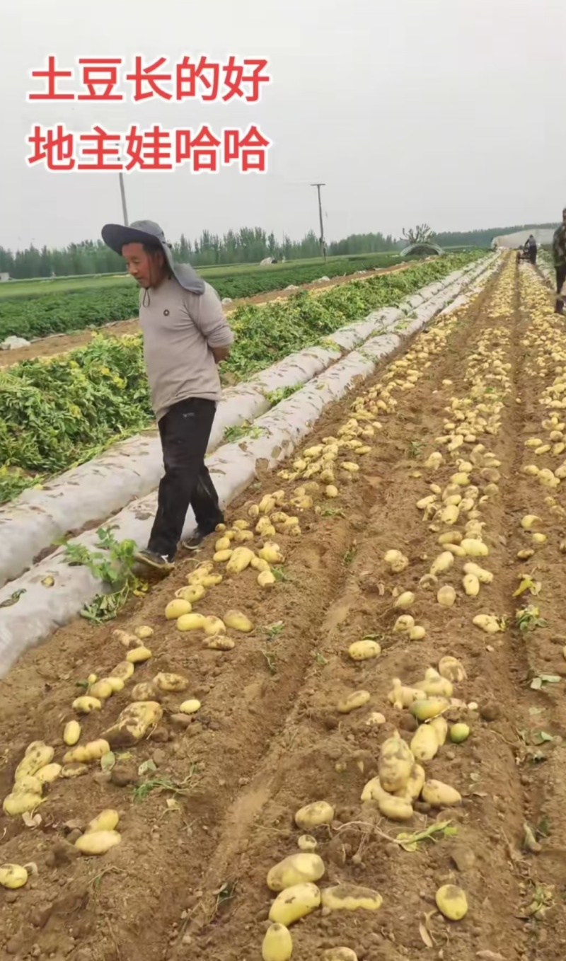 黄皮黄心土豆荷兰十五土豆规格齐全一手货源品质保证